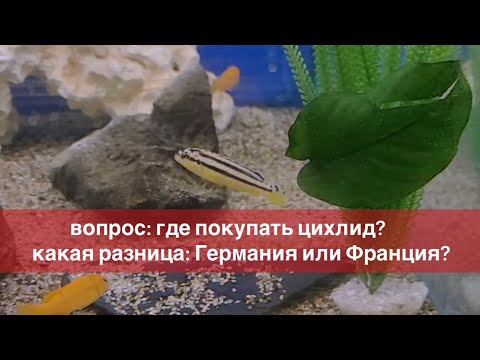 Видео: Где покупать цихлиды? Почему в Германии, а не во Франции?