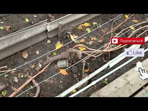 Видео: Начинаю обрезку виноградника