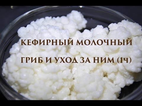 Видео: КЕФИРНЫЙ МОЛОЧНЫЙ ГРИБ И УХОД ЗА НИМ (1ч)