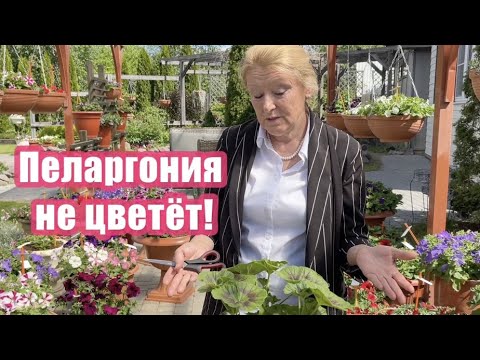 Видео: Почему не цветёт пеларгония?