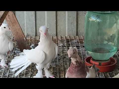 Видео: 17.08.2025г Обзор Голубей у Отца на Кубани!!!