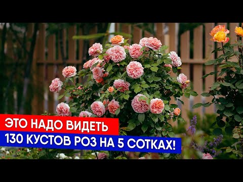 Видео: Это надо видеть - 130 кустов роз на 5 сотках!