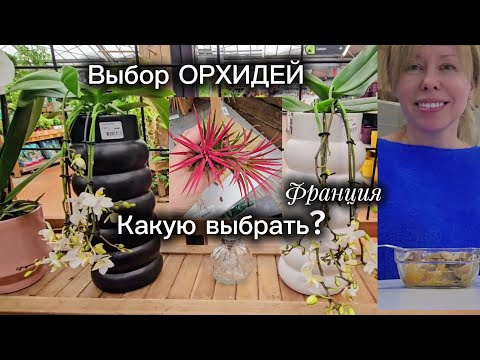Видео: Очень вкусная АЙВА/ На работе/Садовый магазин в начале ноября/ Орхидейки / ТИЛАНСИЯ 