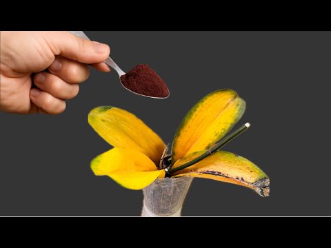 Видео: Посыпьте 1 ложкой этого средства! Удивительно, но все орхидеи вдруг чудесным образом оживают.