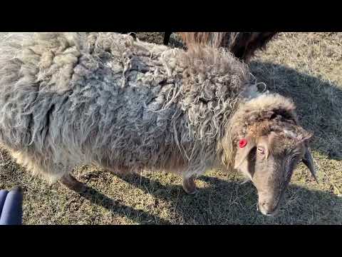 Видео: Окот у первокоток