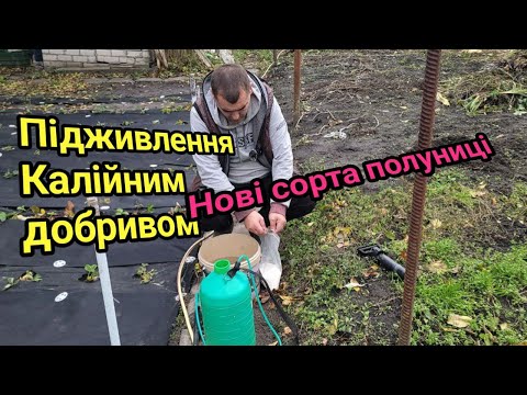 Видео: Підживлення калійним добривом. Нові сорти полуниці