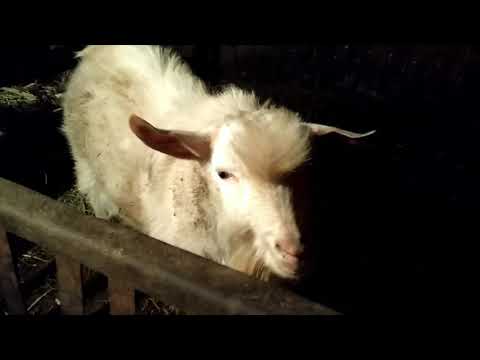 Видео: Чем воняет мясо козла?