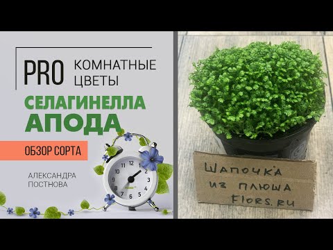 Видео: Селагинелла Апода - нежное растение из тропиков