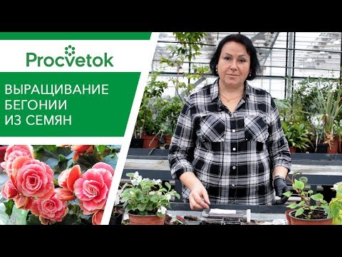 Видео: Как вырастить бегонию из семян? Маленькие хитрости для пышного цветения