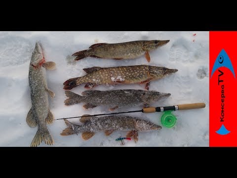 Видео: РУЧЕЙ КИШИТ ЩУКОЙ.  Разрыв БАЛАНСИРА