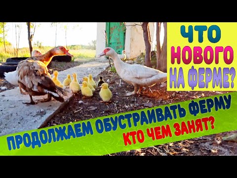 Видео: Какие улучшения на ферме? Кто что сделал?