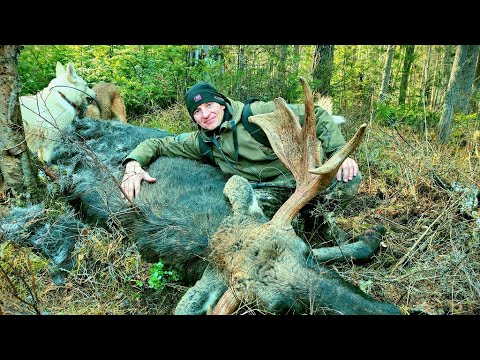 Видео: ОСЕННЯЯ ОХОТА НА ЛОСЯ! ДОБОР ПОДРАНКА С ЛАЙКАМИ! НАШЛИ МОЩНЫЙ СОЛОНЕЦ И НОЧНАЯ БИТВА БЫКОВ!