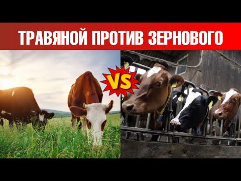 Видео: Говядина травяного откорма vs говядина зернового откорма👌