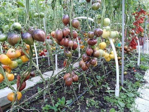 Видео: Томаты экзоты из пасынков в открытом грунте
