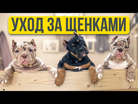 Видео: ДЕНЬ СО ЩЕНКАМИ-БУЛЛИ!!!