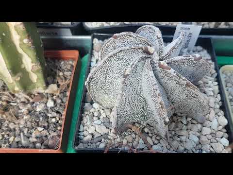 Видео: Астрофитум - кактус-звезда...Astrophytum.