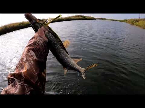 Видео: Клев щуки на "Белой будке" р. Тобол. Костанайский р-он.