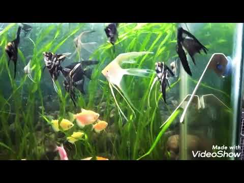 Видео: Виды скалярий в моем аквариуме. Потомство от скалярий