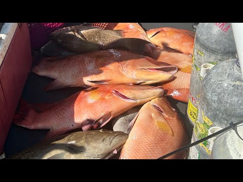 Видео: ныряние с кабаном