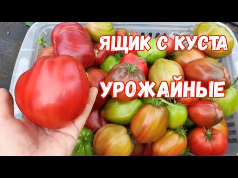 Видео: 3 СОРТА ТОМАТА - ПОСАДИЛ и ЗАБЫЛ, не требуют пасынкования, урожайные