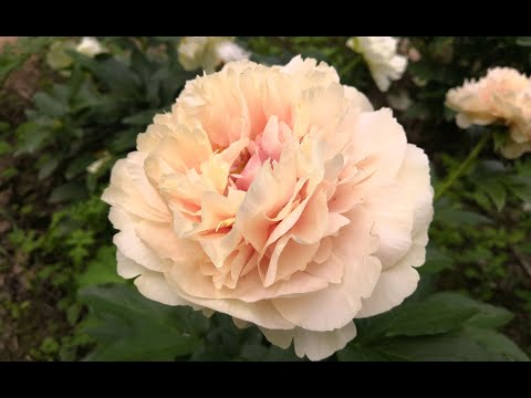 Видео: Первое деление, итоги, часть третья