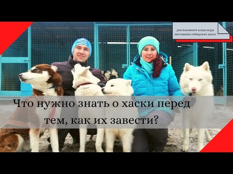 Видео: Сибирские хаски: что нужно знать о них перед тем, как завести эту породу собак?
