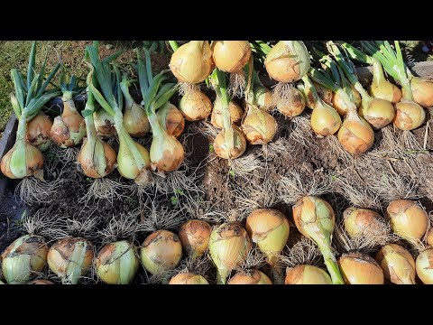 Видео: Урожай салатных сортов лука. Рекомендации по выращиванию