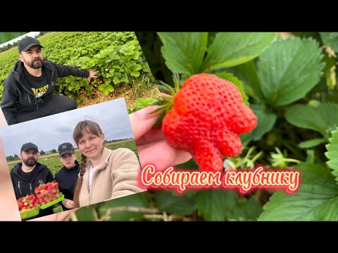 Видео: Непонятные цены/🍓Клубничное поле🍓 в Германии/собираем клубнику и кушаем😋