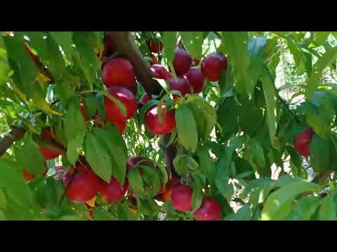 Видео: Нектарин Биг-Банг (Big Bang) на подвое Бест