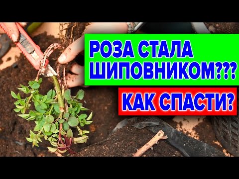 Видео: РОЗА ИЛИ ШИПОВНИК? КАК ОПРЕДЕЛИТЬ И УДАЛИТЬ ШИПОВНИК С РОЗЫ?