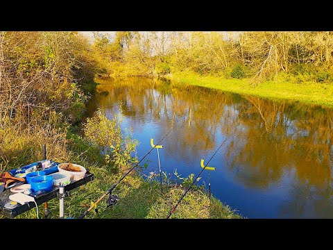 Видео: Таку рибу вже давно не ловив на Горині. КІЛОГРАМОВІ ГОЛОВНІ на фідер.