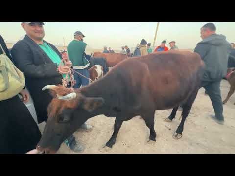 Видео: ЭЛЛИККАЛА БУСТОН МОЛ БОЗОР 23 10 2025 #fishing 