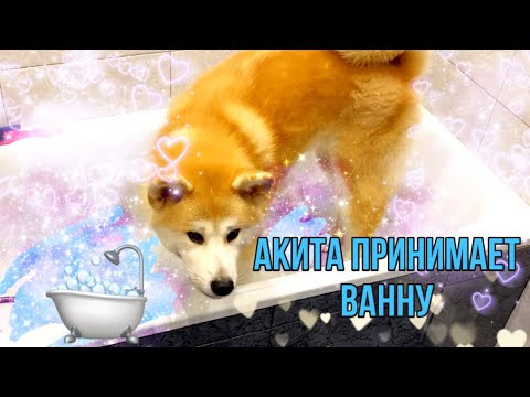 Видео: АКИТА ИНУ МОЕТСЯ В ВАННОЙ / ГЛИСТАГОНКА👌🏻🧼🛁/ КАК ПОМЫТЬ СОБАКУ?