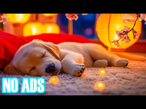 Видео: 12 часов мягкой медитативной музыки для собак🧘🐾Спокойная и исцеляющая разум музыка для собак для