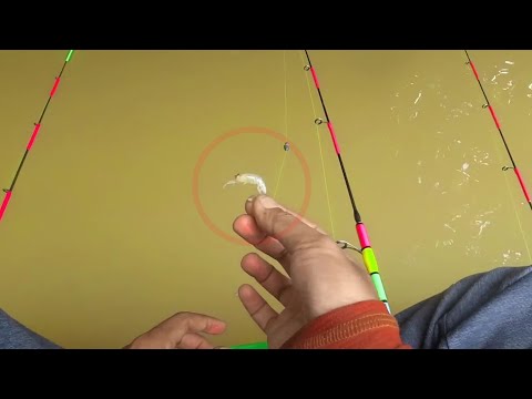 Видео: Эта маленькая приманка для креветок ловит больших креветок