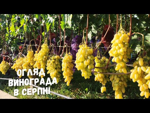 Видео: Стиглий виноград в серпні.