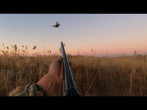 Видео: кыргауылга аншылык ота на фазана бираз видео дурыс туспи калды