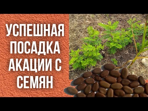 Видео: Как посадить акацию с семян