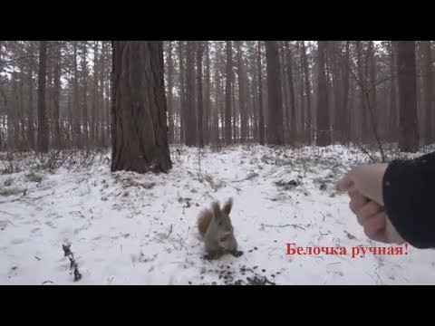 Видео: Наши добрые обаятельные белки.г Канск
