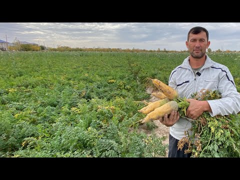 Видео: САБЗИ ЕТИШТИРИШ СИРЛАРИ ХОХЛОВЧИЛАР УЧУН САБЗИЛАР СОТУВГА ТАЙЙОР 18.10.2025