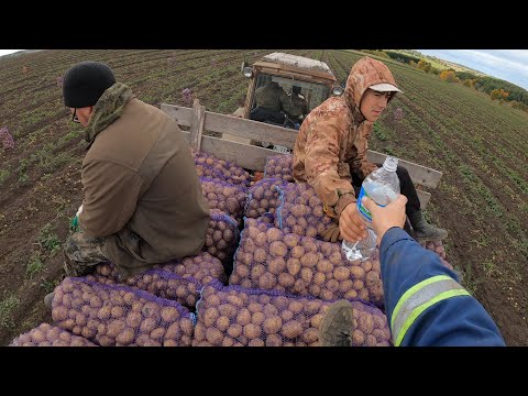 Видео: Сколько можно заработать на уборке картофеля? Или каким трудом достаются деньги в сельском хозяйстве