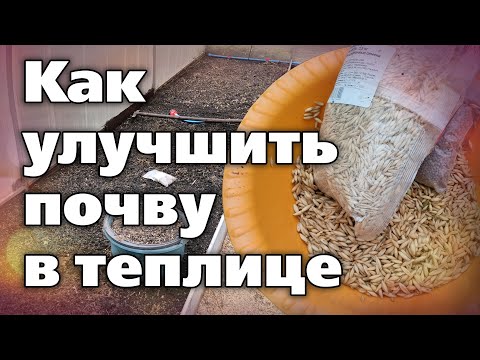 Видео: Посев сидератов в теплице осенью  Какие выбрать, как посеять