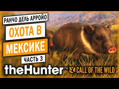 Видео: theHunter Call of the Wild #3 🦃 - САМАЯ ТРОФЕЙНАЯ ОХОТА! - НАШЕСТВИЕ МЕКСИКАНСКИХ СВИНЕЙ! (2021)