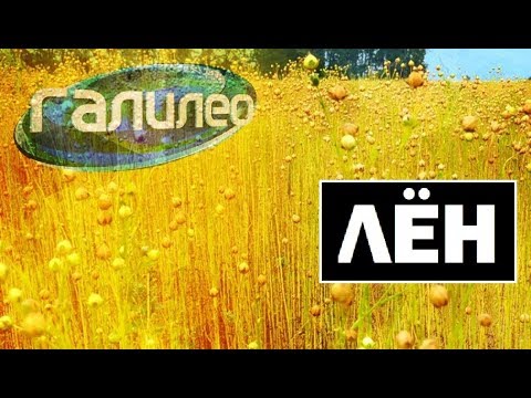 Видео: Галилео | Лён 🌾 Flax