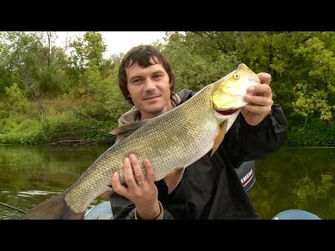 Видео: Рыбак Рыбаку 506 "Жерех на Суре".
