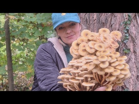 Видео: Опята 🙆‍♀️🙆‍♀️