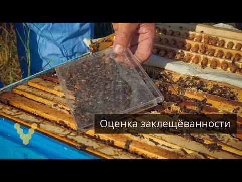 Видео: Интересный способ проверки заклещёванности пчёл