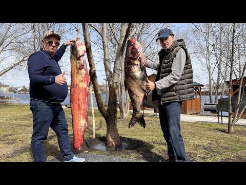 Видео: ВКУС ЭТОЙ РЫБЫ НЕ ПЕРЕСТАЕТ УДИВЛЯТЬ ! ОГРОМНЫЕ РЕБРА СОМА В ТАНДЫРЕ  #рыба #сом #тандыр