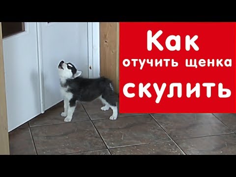 Видео: Как отучить щенка СКУЛИТЬ, когда он остается один дома