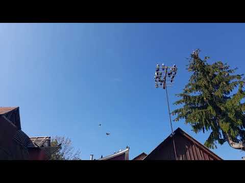 Видео: Николаевские голуби